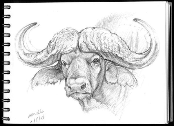 Буйвол карандашом