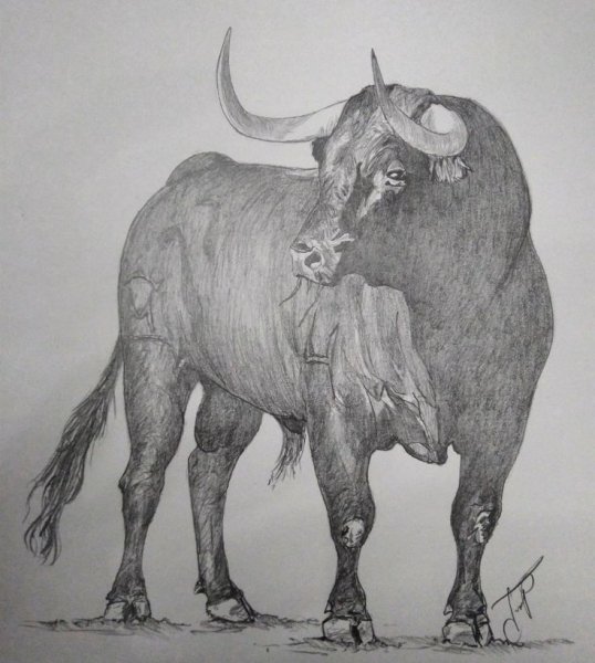 Бык набросок