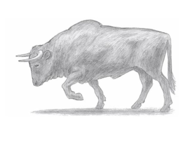 Эскиз быка карандашом