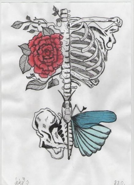 Скетч бабочки в животе