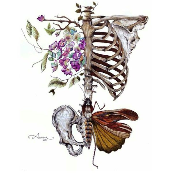 Необычная бабочка рисунок
