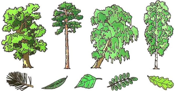 Раскраска хвойные и лиственные деревья
