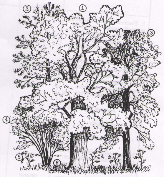 Смешанные леса раскраска