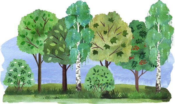 Дерево раскраска