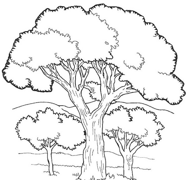 Лиственные и хвойные деревья задания для дошкольников