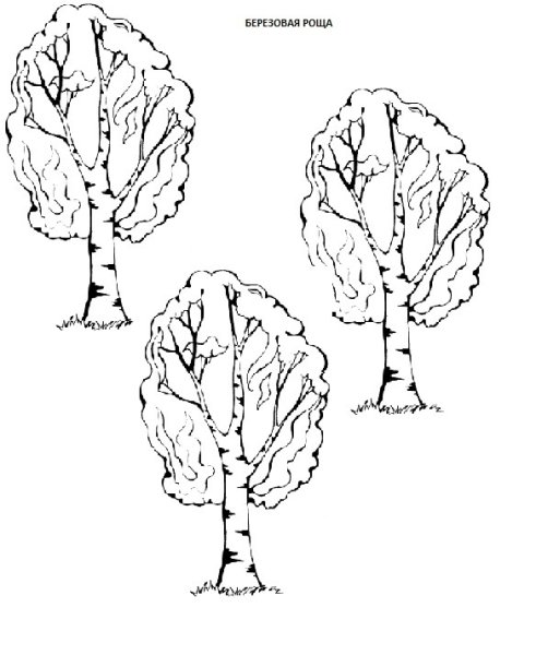 Сосна рисунок