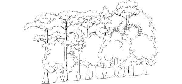 Раскраска деревья в лесу летом