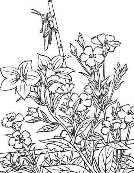 Садовые цветы. Раскраска