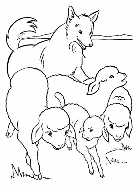 Овцы и собаки басня Крылова