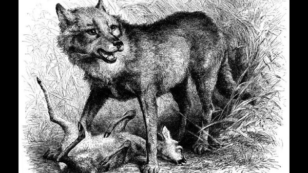 Волки на старинных гравюрах