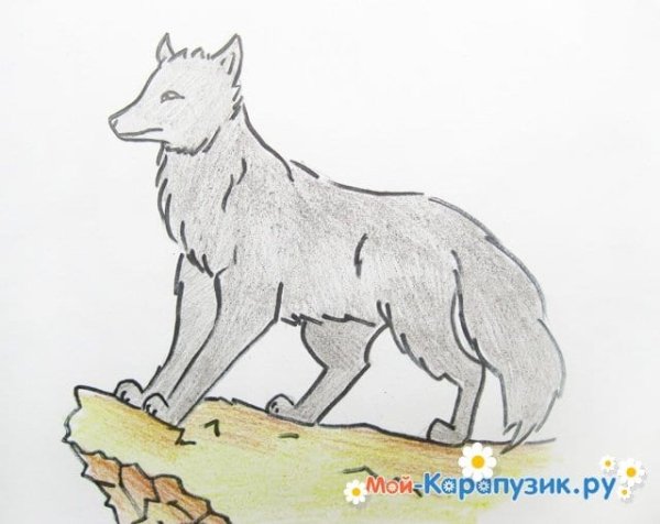 Рисунок волка для первоклашек