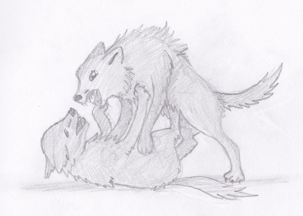 Двое Волков для срисовки