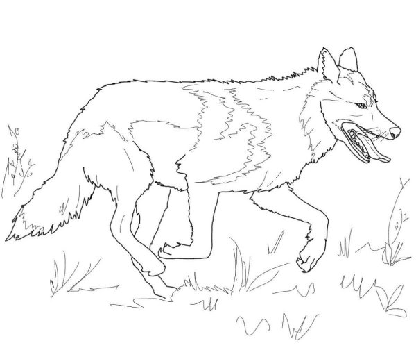 Гривистый волк раскраска