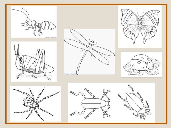 Рисование насекомые