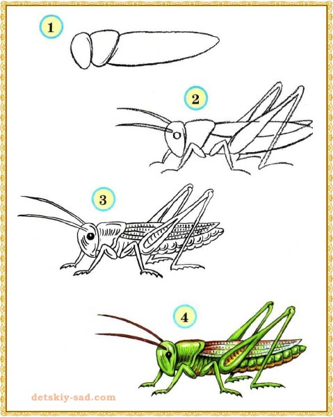 Раскраска. Букашки