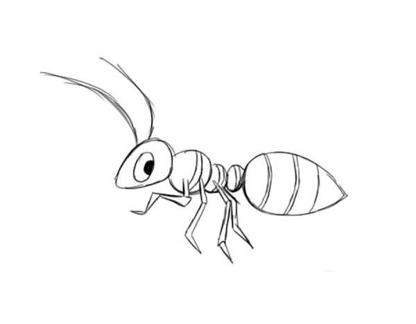 Поэтапное рисование кузнечика