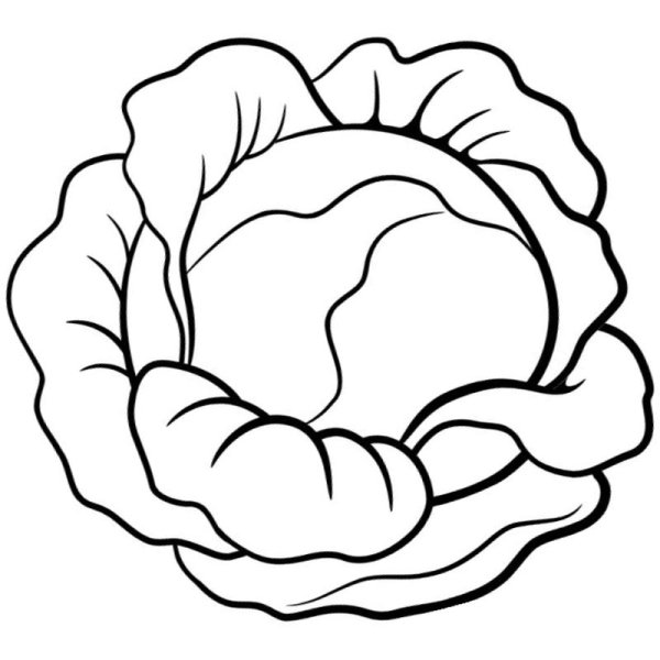 Капуста раскраска