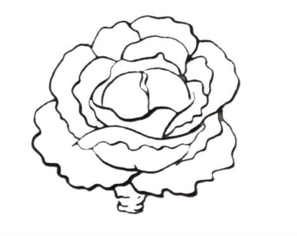 Раскраска кочан капусты для детей