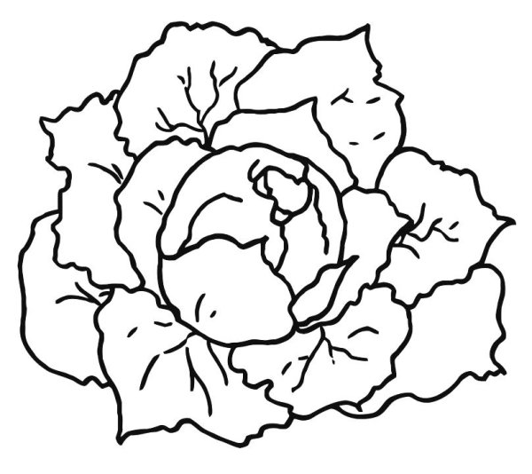 Капуста для рисования