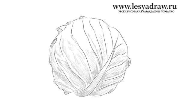 Силуэт кочан капусты