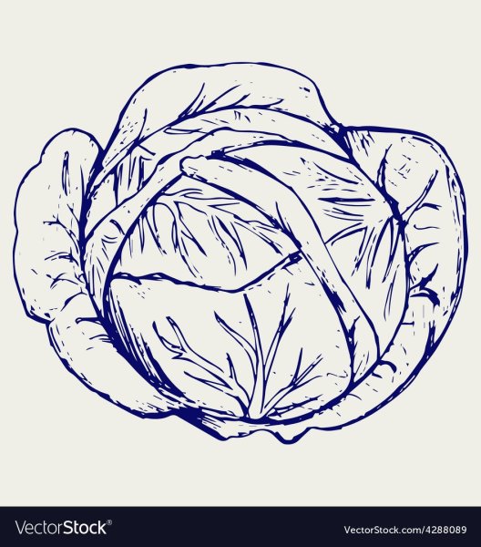 Кочан капусты раскраска