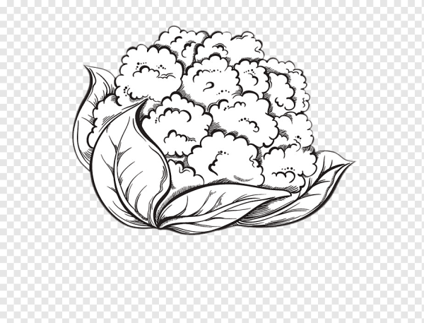 Кочан капусты вектор