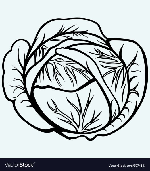 Как нарисовать капусту карандашом поэтапно для д