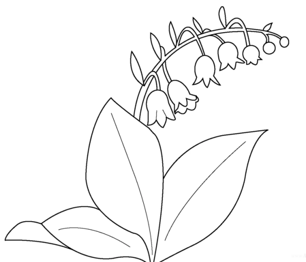 Разукрашка цветы ландыша