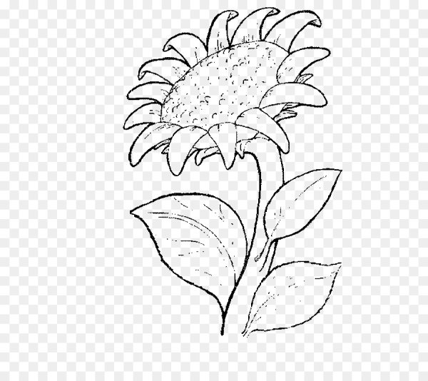 Подсолнух карандашом для детей