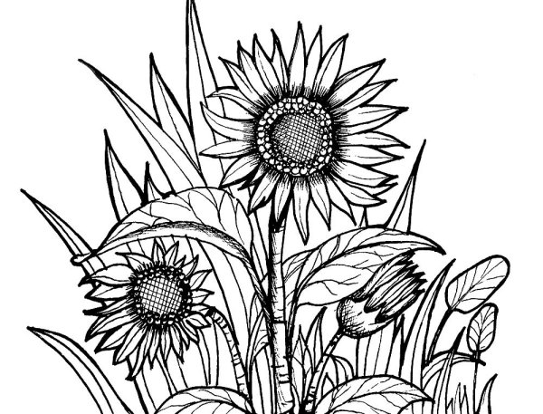 Раскраски Подсолнухи красивые