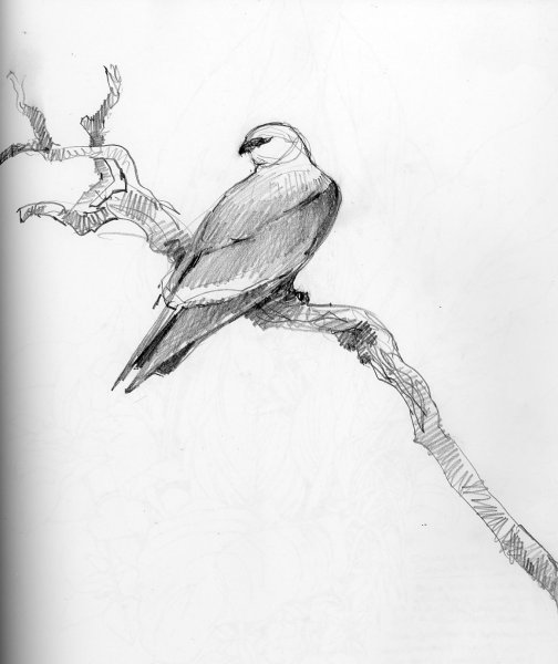 Птица карандашом
