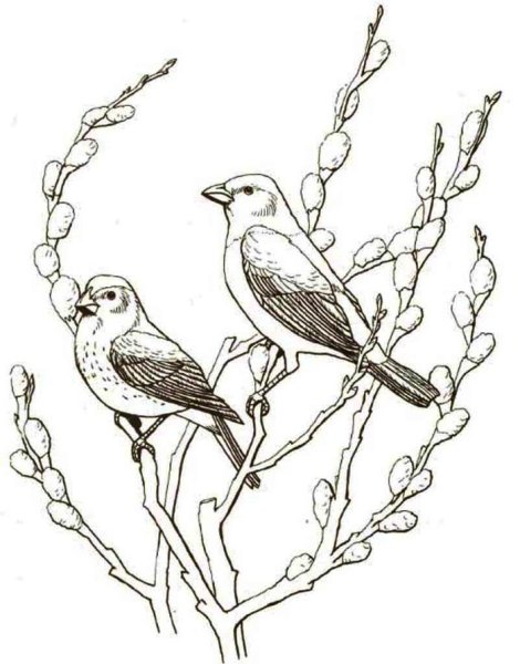 Птицы. Раскраска