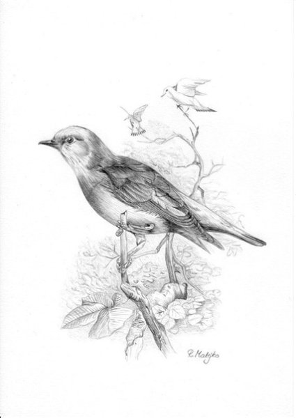 Наброски птиц на ветках