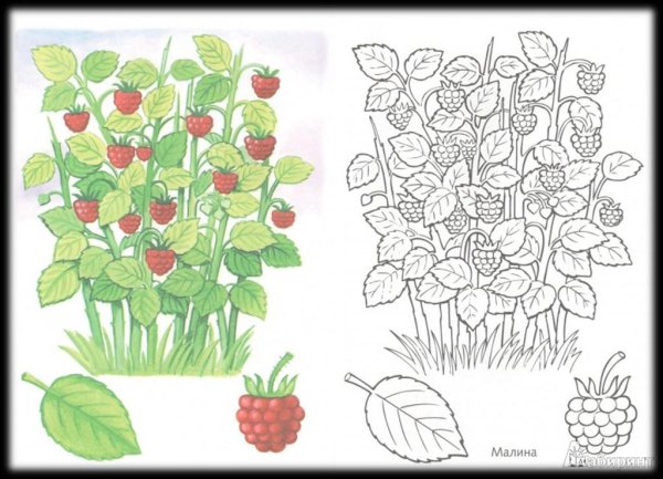 Раскраска кустарники для детей