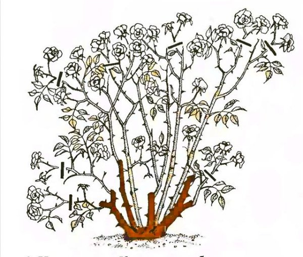 Кустарники для раскрашивания