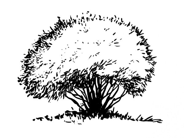 Кустарник карандашом