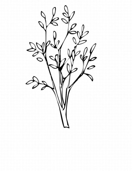 Поэтапное рисование кустарника