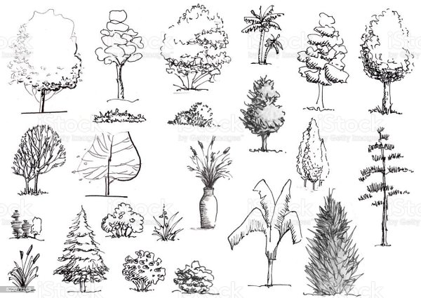 Шиповник кустарник рисунок