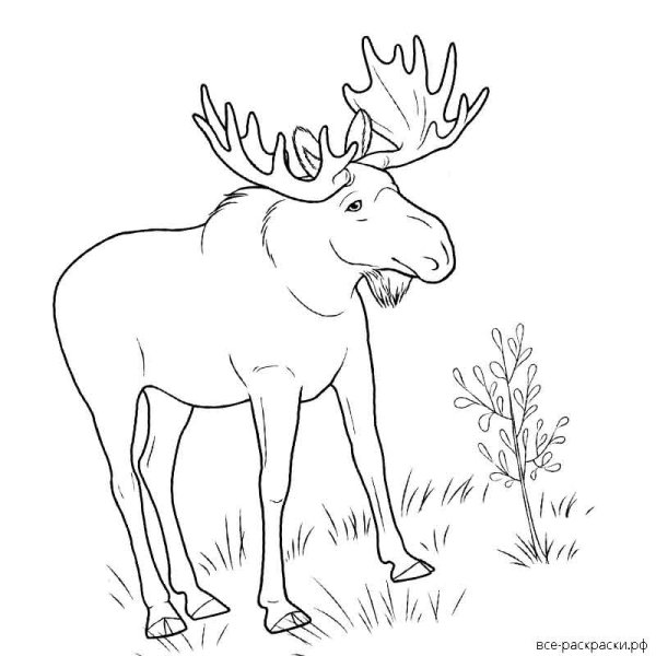 Лось раскраска