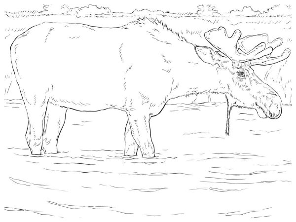 Раскраска лоси и олени