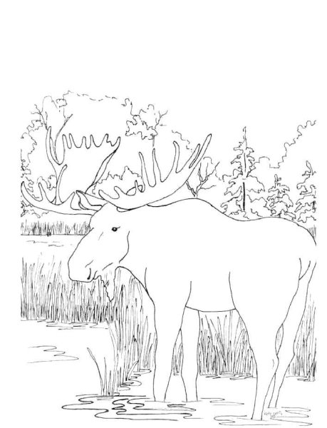 Лосиха с лосенком раскраски для детей