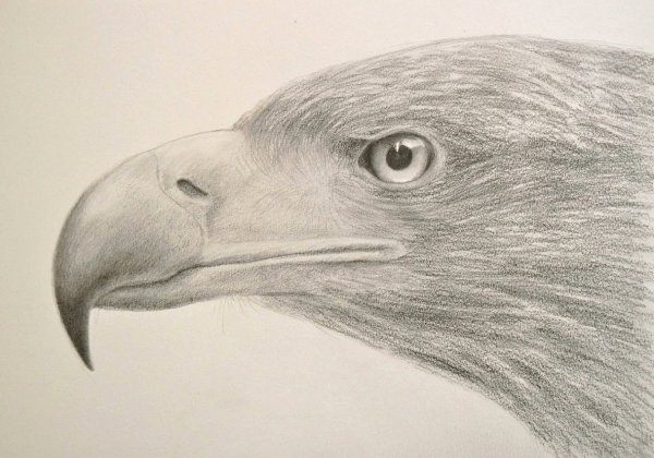Рисунок орла карандашом для срисовки