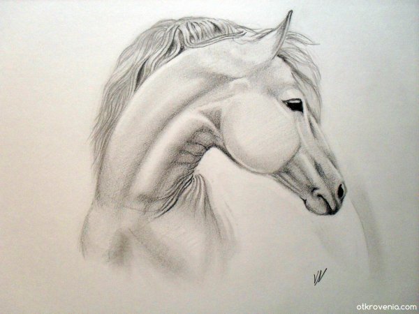 Рисунки серым карандашом для начинающих