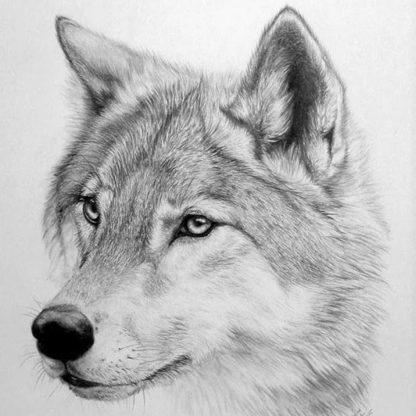 Животные в графике карандашом