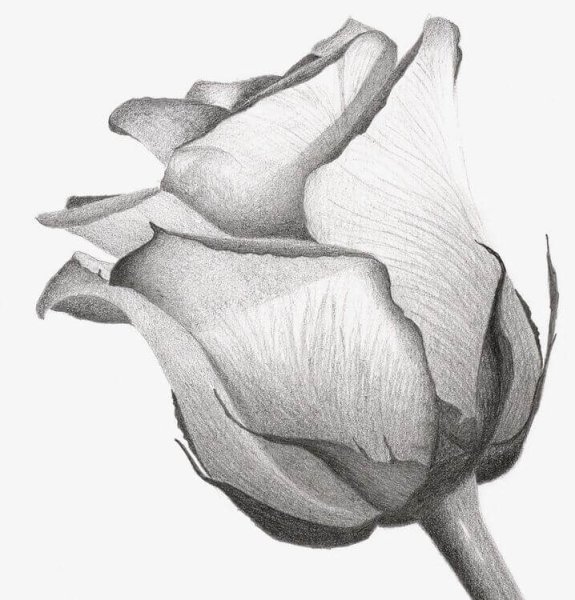 Спящий кот карандашом