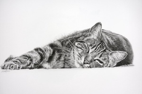 Глаза животных простым карандашом