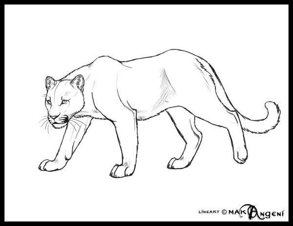 Пантера для рисования