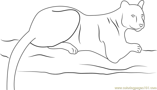 Раскраска пантера