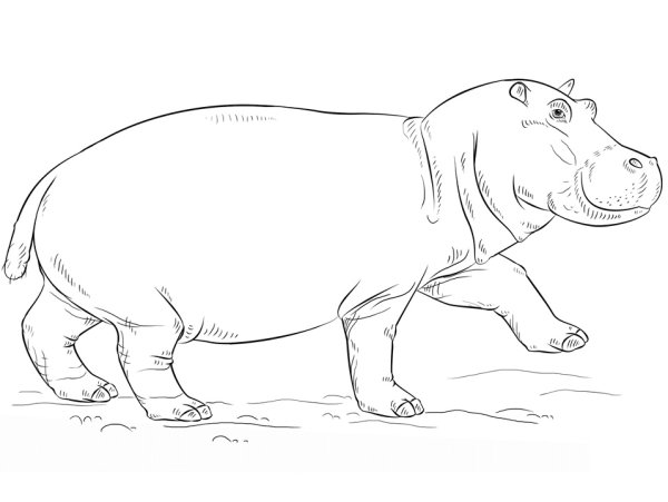 Бегемот сбоку рисунок