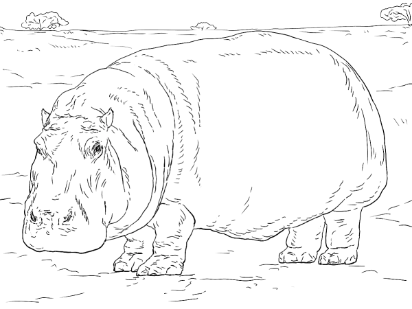 Бегемот раскраска